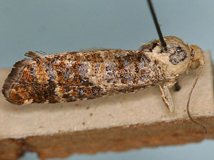 Retinia metallica