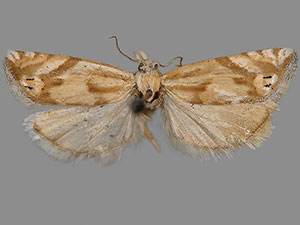 Eucosma implicata