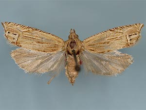 Eucosma grindeliana