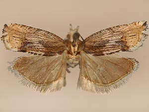 Suleima skinnerana