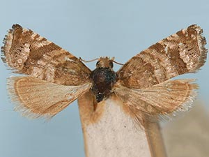 Satronia tantilla