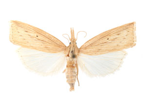 Diatraea saccharalis