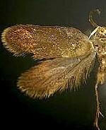 Epimartyria auricrinella