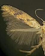 Astrotischeria astericola