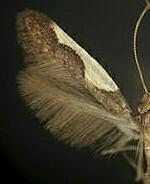 Caloptilia belfragella