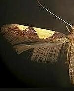 Caloptilia bimaculatella