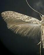 Caloptilia fraxinella