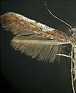 Caloptilia rhoifoliella