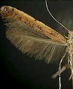 Caloptilia sassafrasella