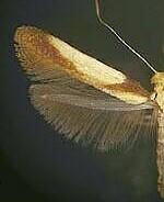 Caloptilia superbifrontella