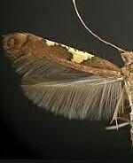 Caloptilia umbratella