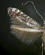 Parornix geminatella