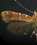 Cremastobombycia ignota