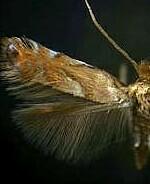 Phyllonorycter aeriferella