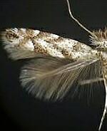 Phyllonorycter apparella