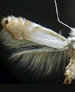 Phyllonorycter lucidicostella