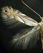 Phyllonorycter obscuricostella