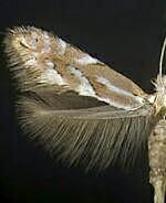 Phyllonorycter scudderella