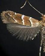 Cameraria guttifinitella