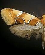 Callima argenticinctella