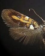 Fabiola edithella