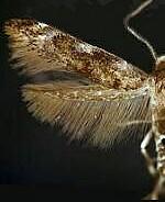 Mompha luciferella