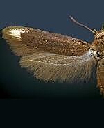 Scythris basilaris