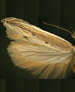 Sophronia primella