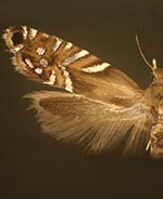 Glyphipterix chambersi