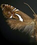 Diploschizia impigritella