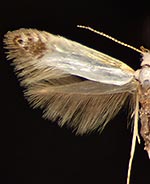 Argyresthia apicimaculella