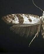 Argyresthia austerella