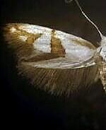 Argyresthia oreasella