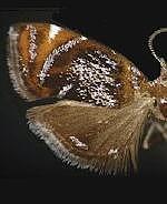 Prochoreutis inflatella