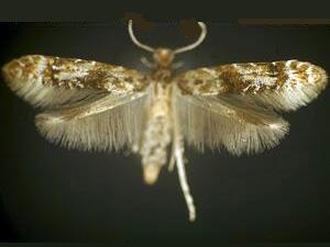 Homosetia fasciella