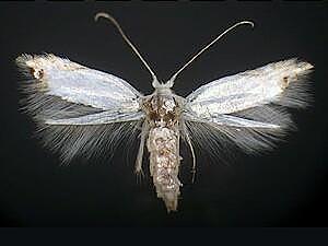 Paraleucoptera albella