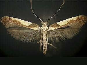 Caloptilia ostryaeella