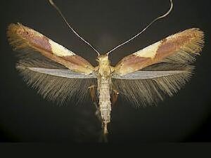 Caloptilia packardella