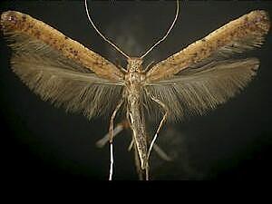 Caloptilia sassafrasella