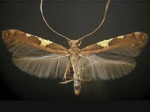 Caloptilia umbratella