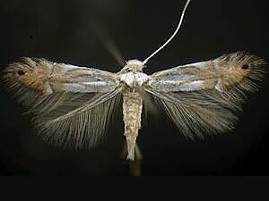 Phyllonorycter albanotella