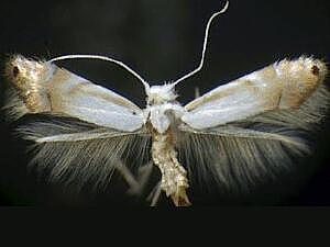 Phyllonorycter lucidicostella