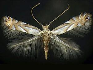 Phyllonorycter obscuricostella