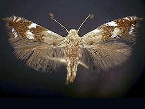 Elachista brachyelytrifoliella