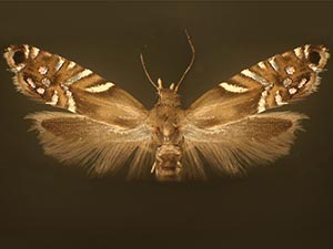 Glyphipterix chambersi