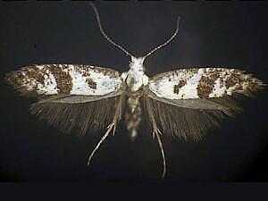 Argyresthia austerella