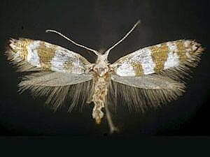 Argyresthia sp.