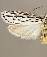 Ethmia zelleriella