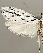 Ethmia longimaculella