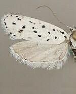 Ethmia prattiella